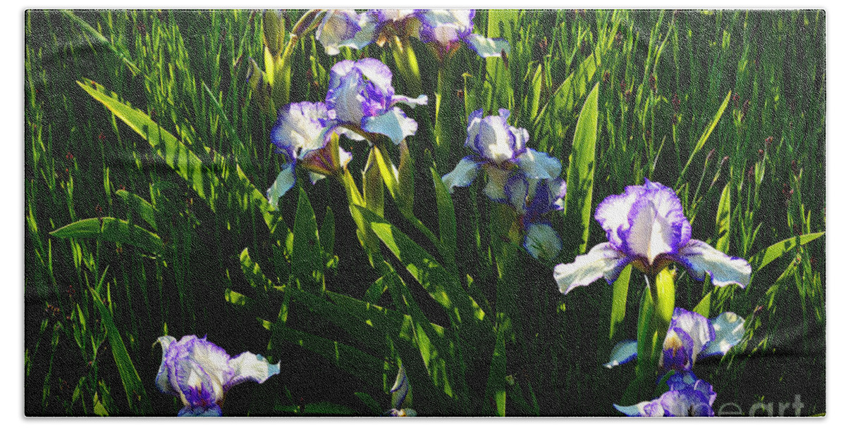 Iris Flowers Beach Sheet featuring the photograph Purple Iris at Sunset by Amy Lucid