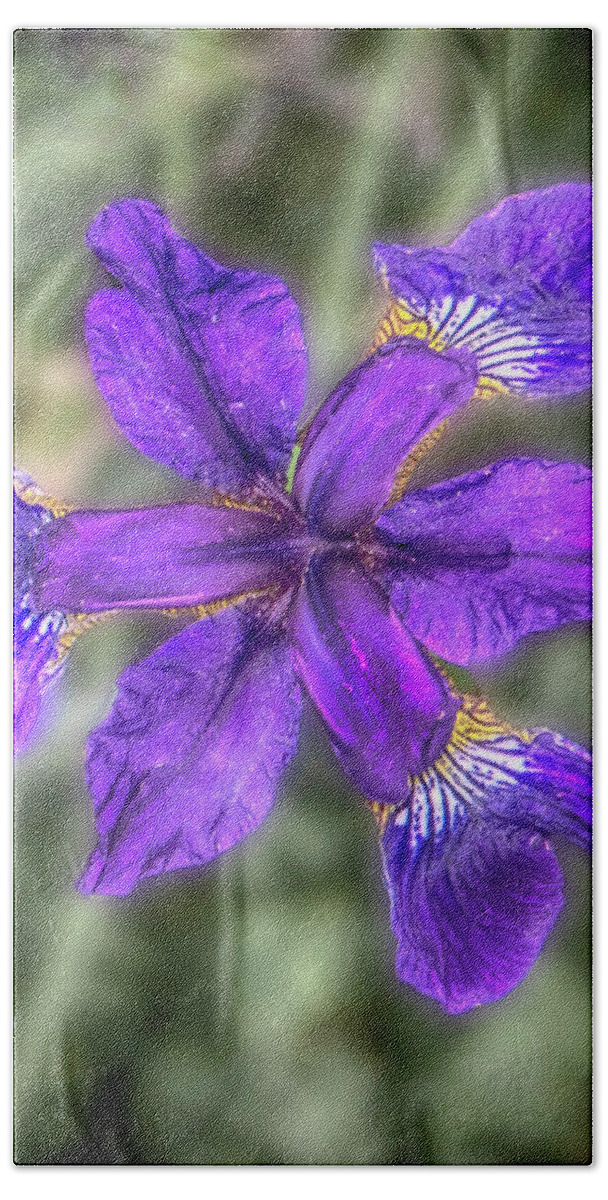 Iris Beach Towel featuring the photograph Purple Iris by Judy Hall-Folde
