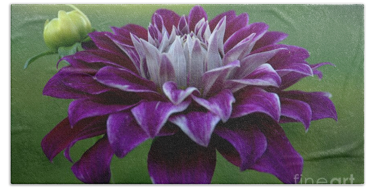 Dahlia Beach Towel featuring the photograph Purple Lady by Patricia Strand