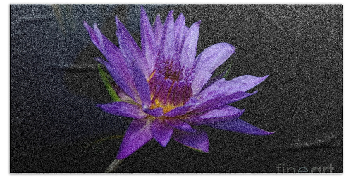 Lotus Beach Towel featuring the photograph Purple Lotus Waterlily by Jackie Irwin