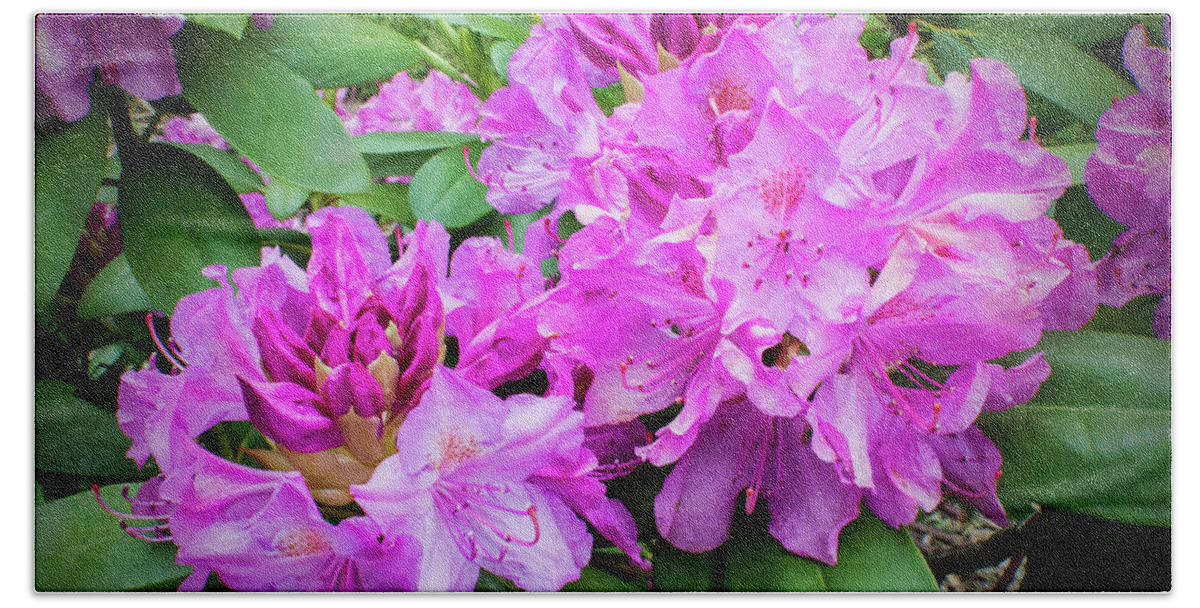 2d Beach Towel featuring the photograph Purple Rhododendron by Brian Wallace