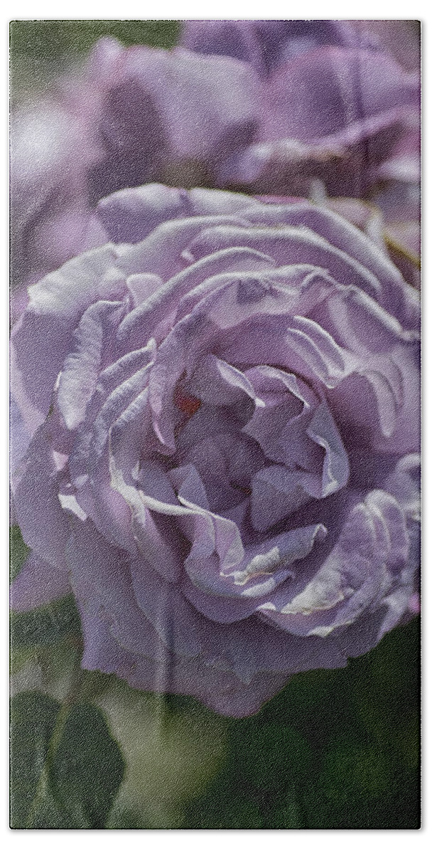 Rose Beach Towel featuring the photograph Purple Rose by Patricia Dennis