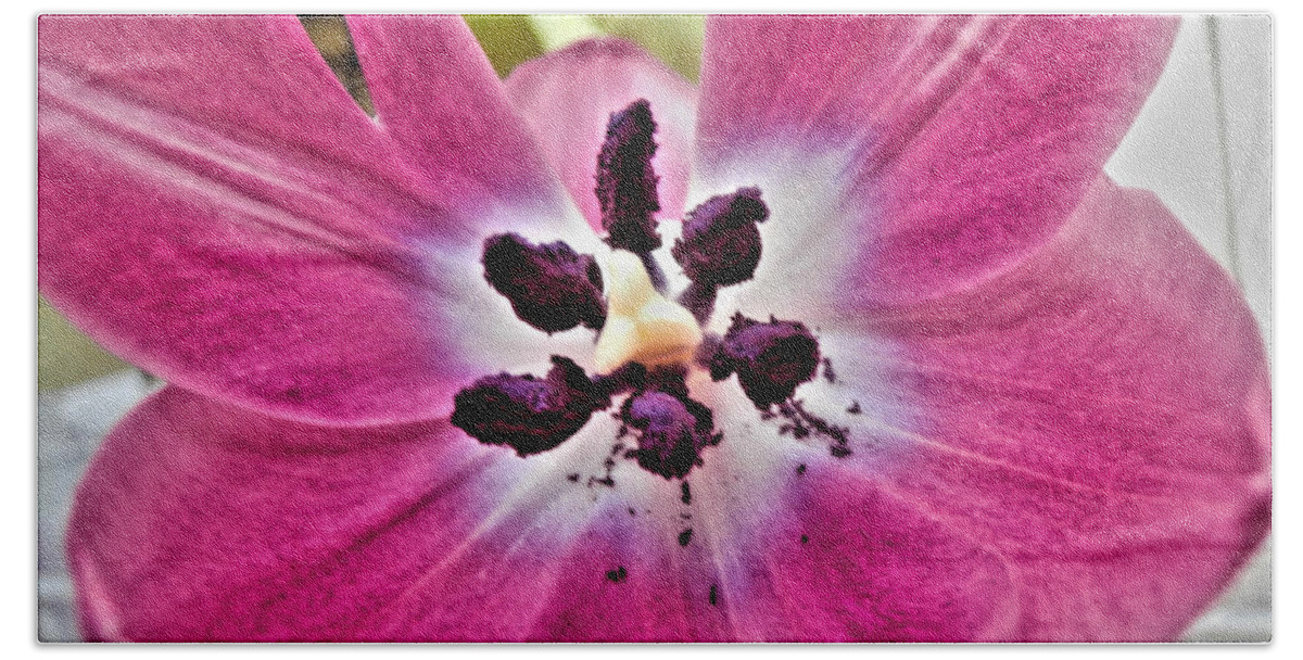 Tulip Beach Towel featuring the photograph Purple Tulip by Nina Ficur Feenan