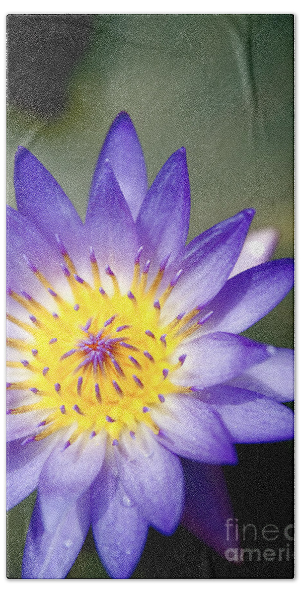 Beautiful Beach Towel featuring the photograph Purple Waterlily Close-up by Kicka Witte - Printscapes