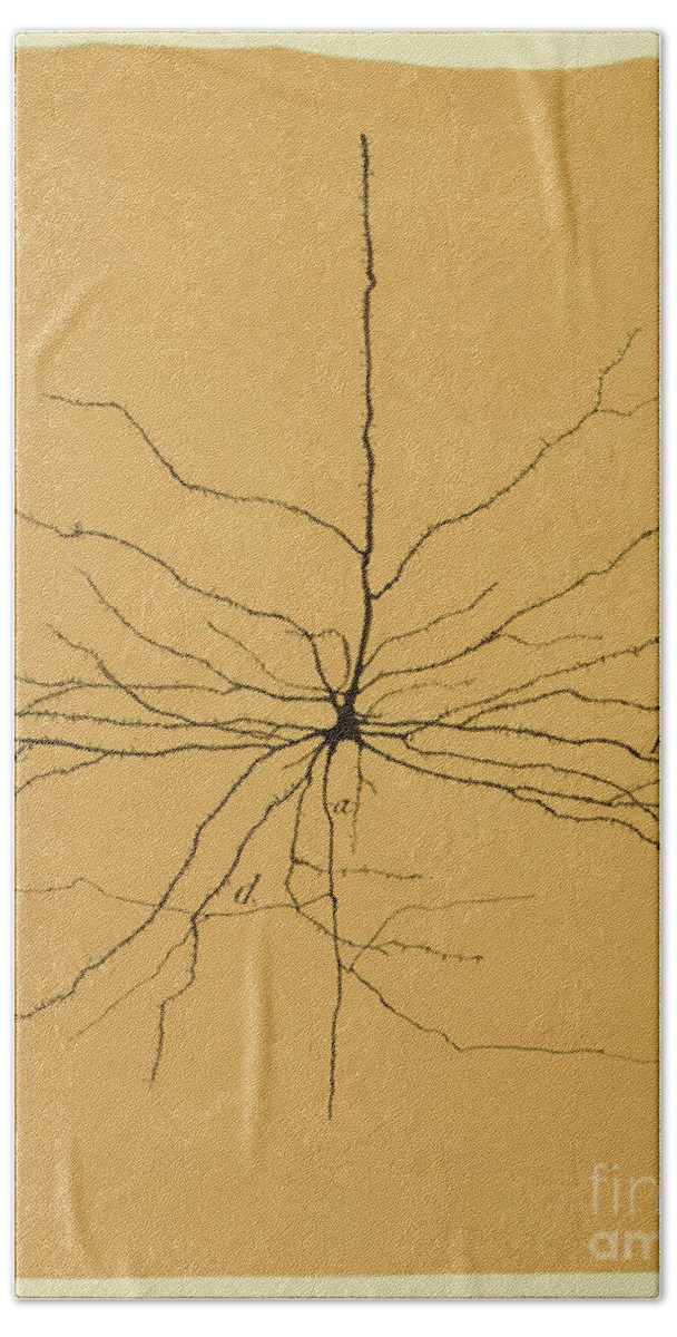 Pyramidal Cell Beach Towel featuring the photograph Pyramidal Cell In Cerebral Cortex, Cajal by Science Source