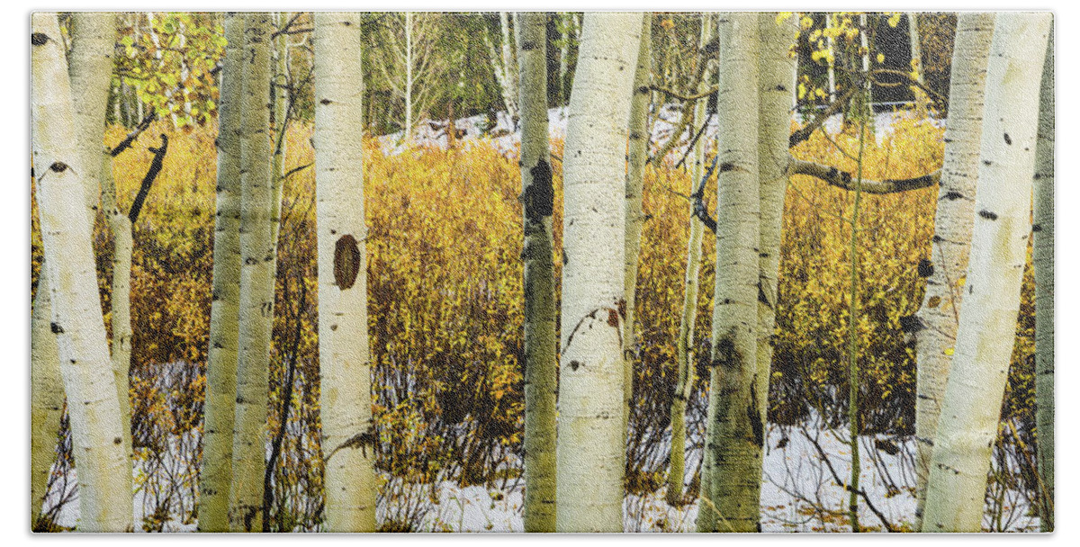Populus Tremuloides Beach Towel featuring the photograph Quakies and Willows in Autumn. Uinta Mountains, Utah by TL Mair