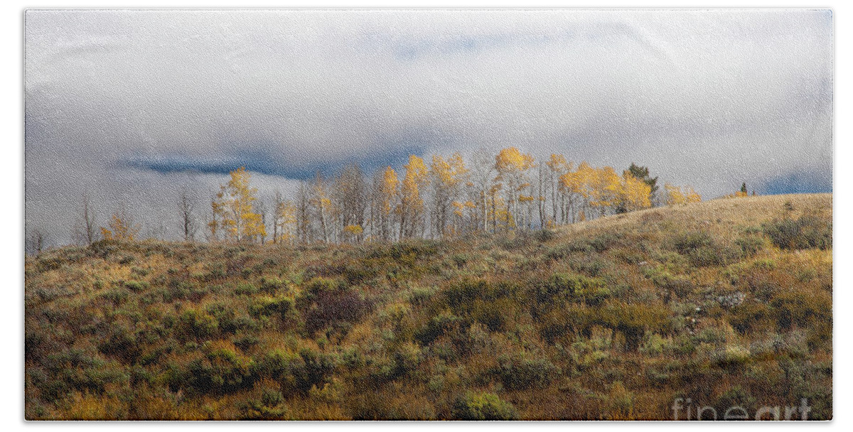Aspen Tree Beach Sheet featuring the photograph Quaking Aspen Tree Landscape, Grand Teton National Park, Wyoming by Greg Kopriva