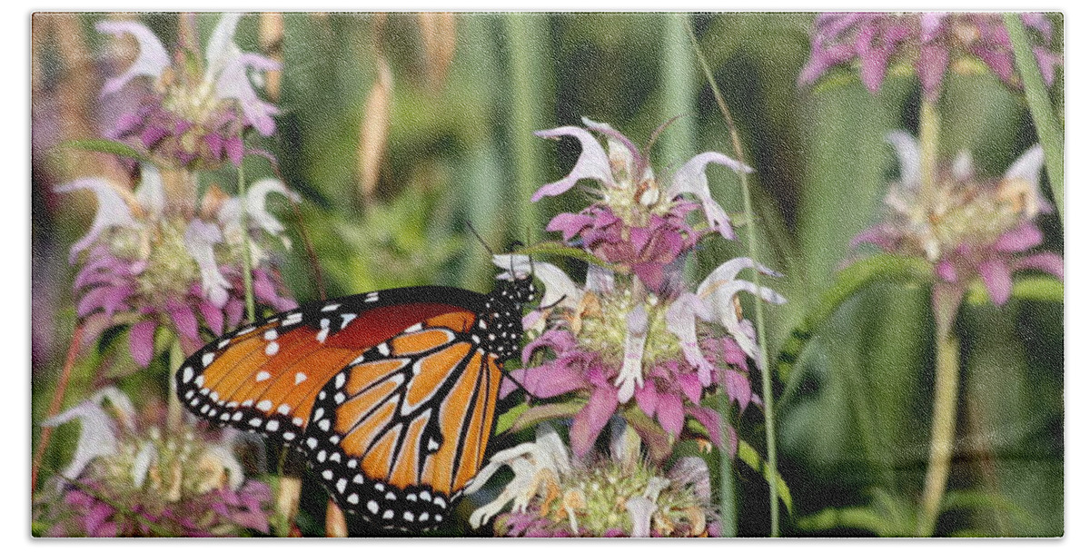 Nature Beach Towel featuring the photograph Queen Butterfly and Purple Wildflowers by Sheila Brown