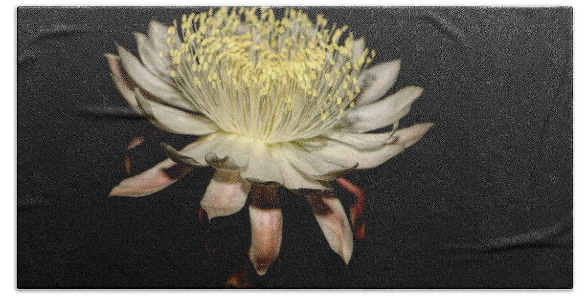 Flowers Beach Sheet featuring the photograph Queen Of The Night by Elaine Malott