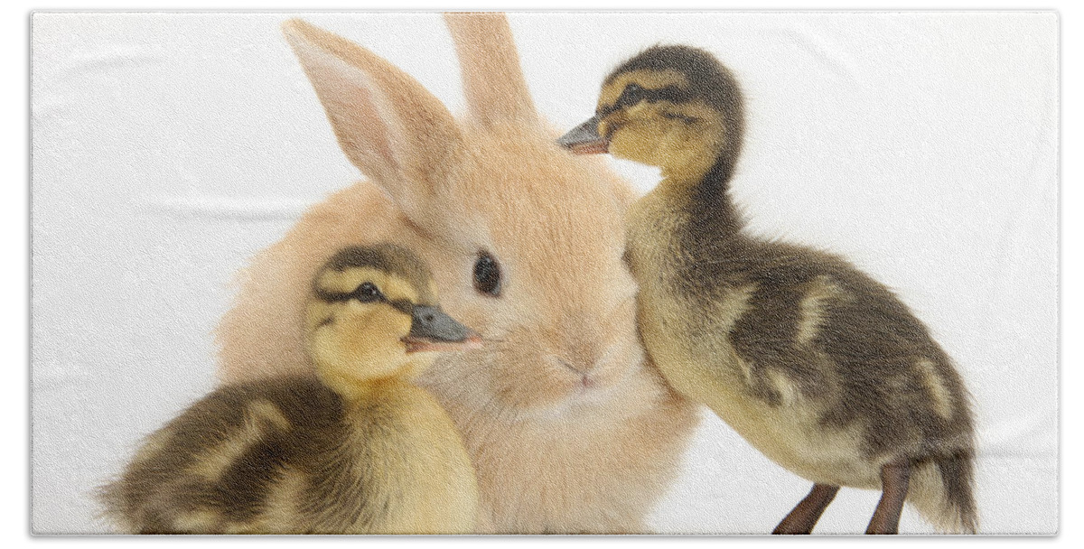 Animal Beach Towel featuring the photograph Rabbit And Ducklings by Mark Taylor