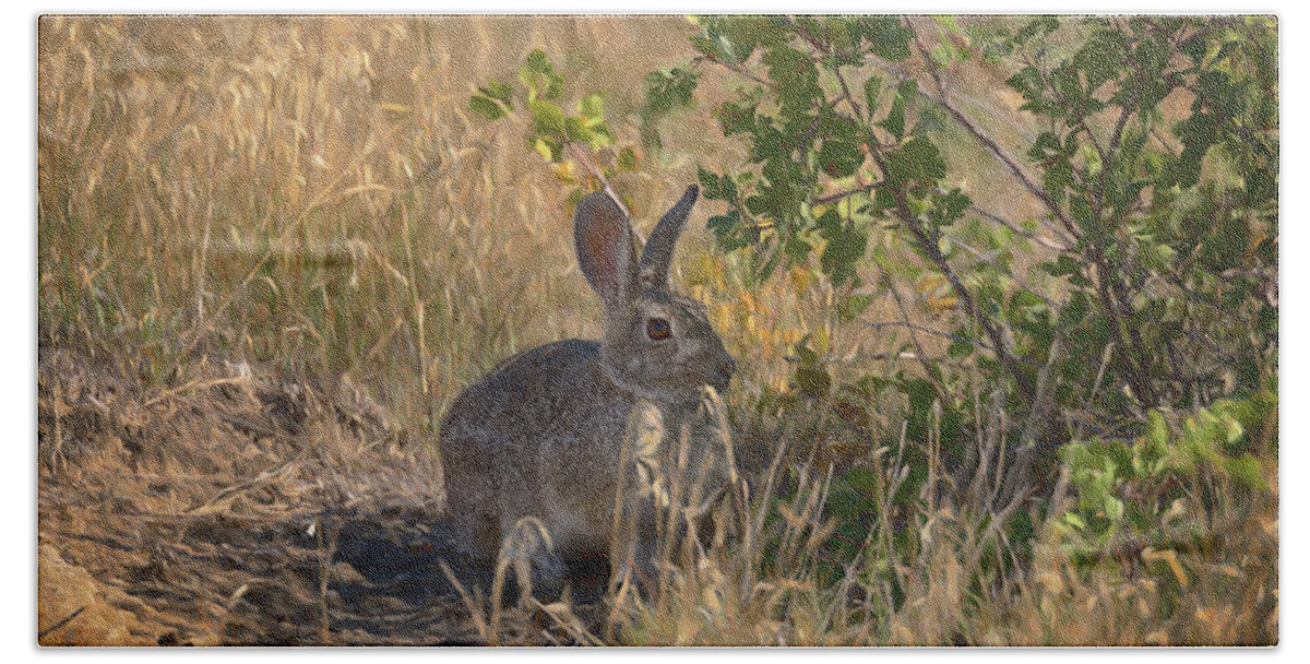 Rabbit Beach Towel featuring the photograph Rabbit on the Prairie by Susan Rissi Tregoning