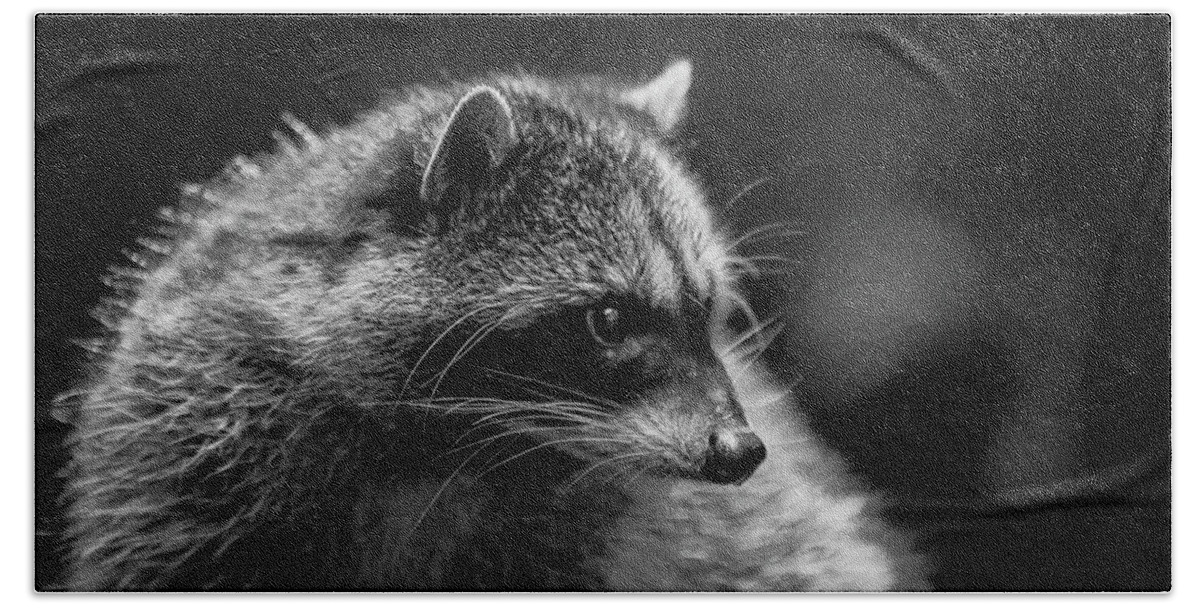Wildlife Beach Towel featuring the photograph Raccoon 3 by Jason Brooks