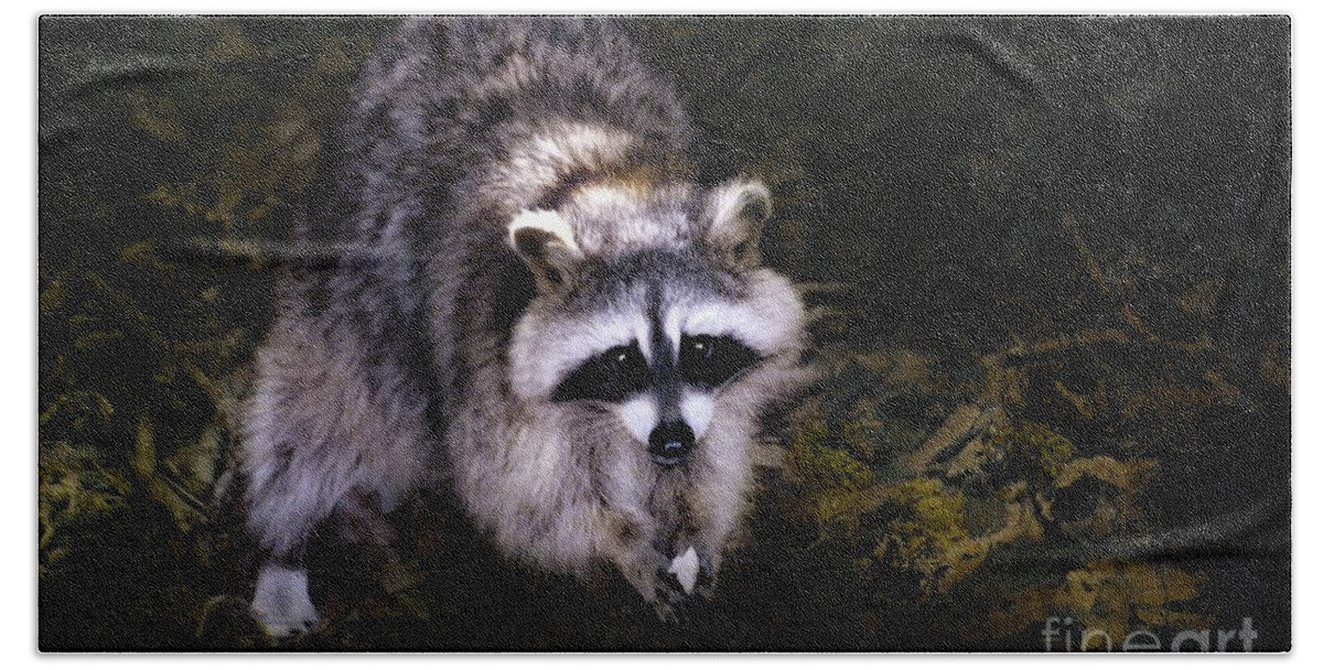 Animals Beach Towel featuring the photograph Raccoon by Elaine Manley