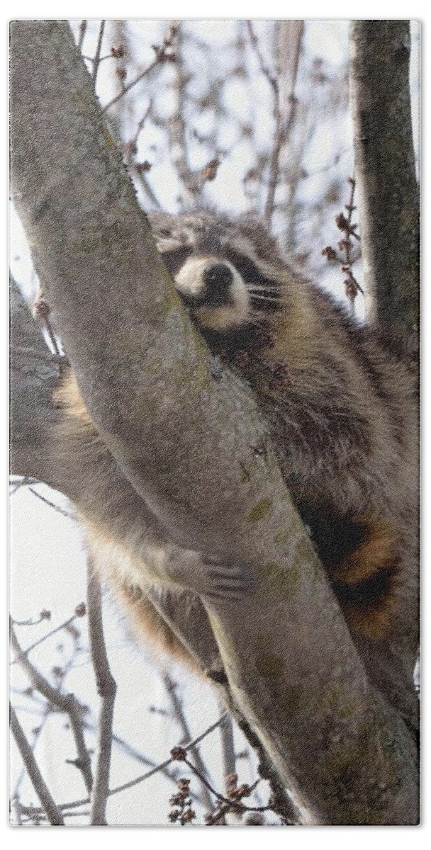 Raccoon Beach Towel featuring the photograph Afternoon Nap-Raccoon up a Tree by David Porteus