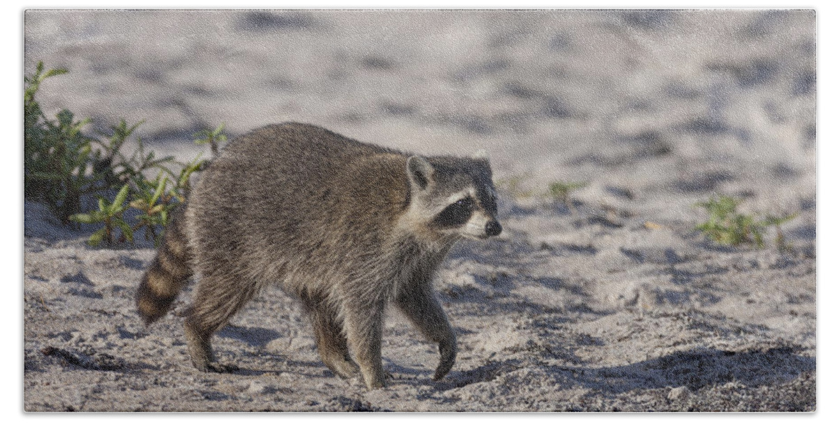 Raccoon Beach Towel featuring the photograph Raccoon on the beach by David Watkins
