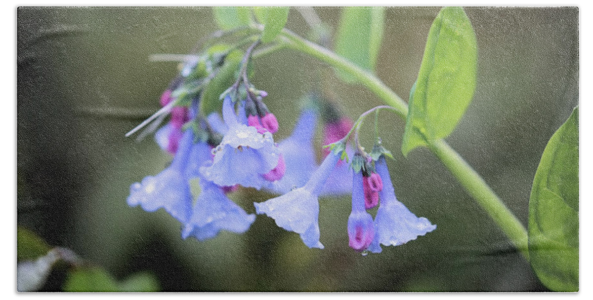 Blue Bells Beach Towel featuring the photograph Raindrops On Blue Bells by Theresa Campbell