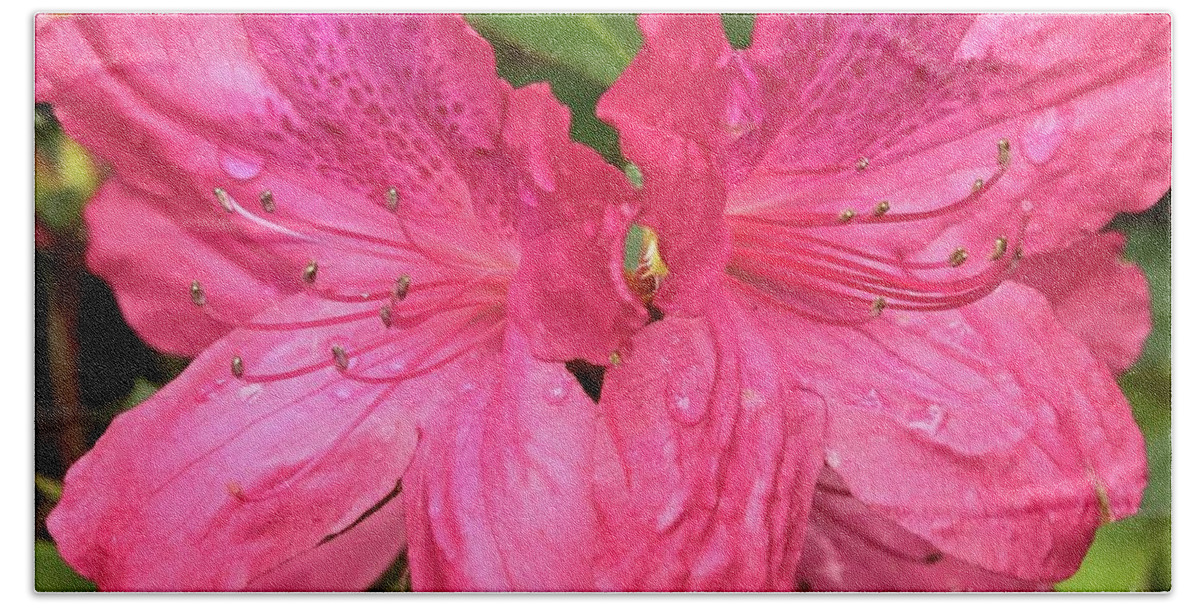 Azalea Beach Towel featuring the photograph Raindrops on Pink Azaleas by Carol Groenen