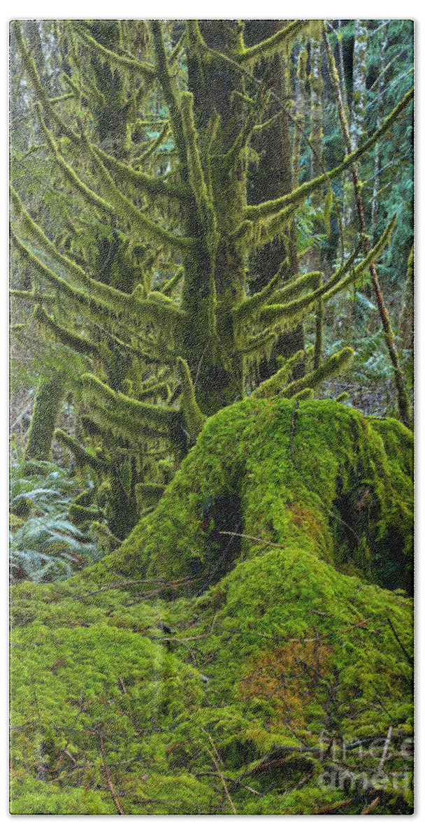  Beach Towel featuring the photograph Rainforest Portrait by Adam Jewell