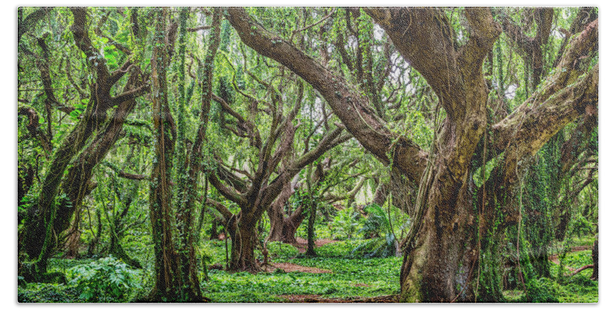 Rainforest Beach Towel featuring the photograph Rainforest Trees by Kelley King