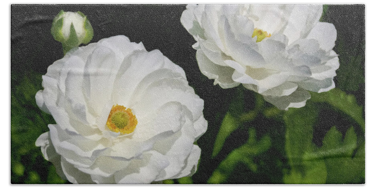 Gabriele Pomykaj Beach Sheet featuring the photograph Ranunculus White Flowers by Gabriele Pomykaj