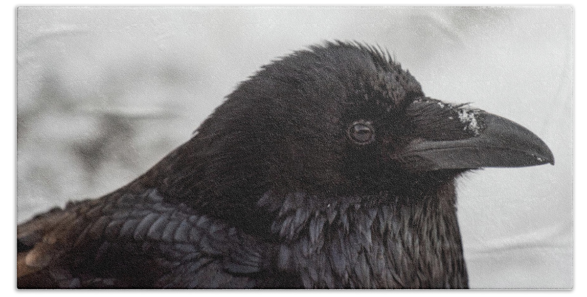 Raven Beach Towel featuring the photograph Raven by David Kirby