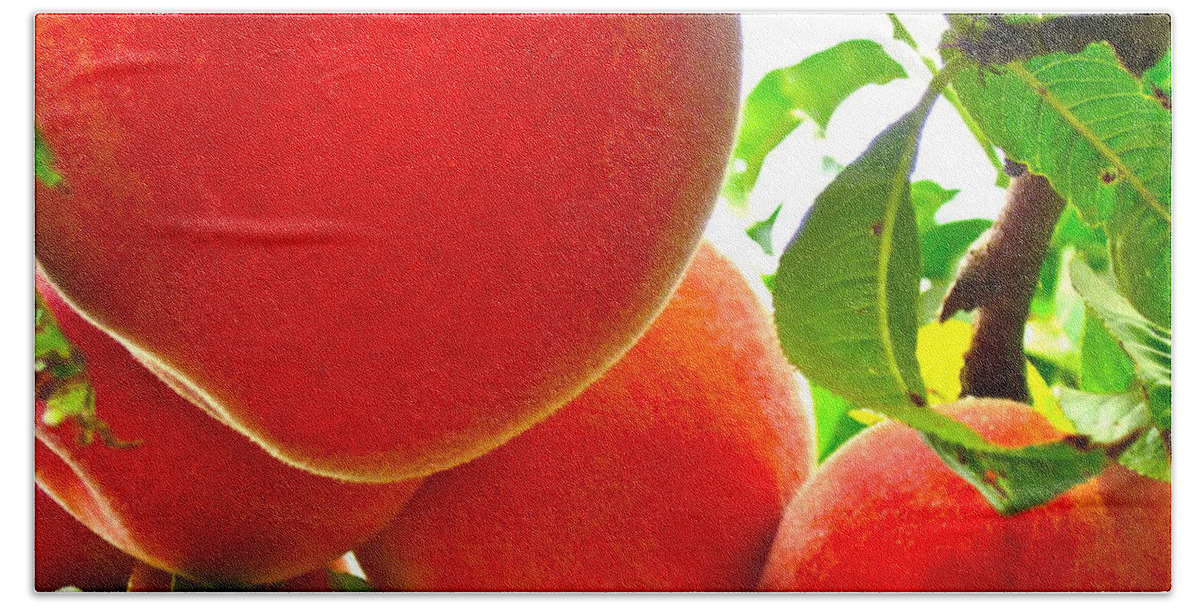 Photograph Of Peaches Beach Towel featuring the photograph Ready to Pick by Gwyn Newcombe