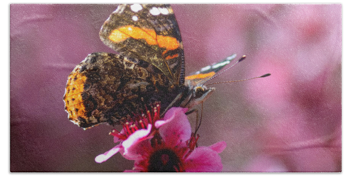 Nature Beach Towel featuring the photograph Red Admiral Butterfly by Brian Tada