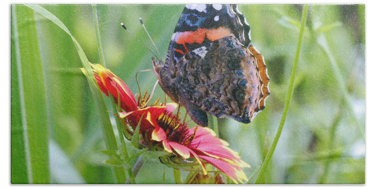 Butterfly Beach Towel featuring the photograph Red Admiral by James Smullins