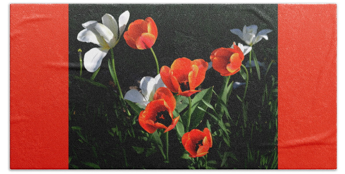 Garden Beach Towel featuring the photograph Red and White Tulips by Kathleen Stephens