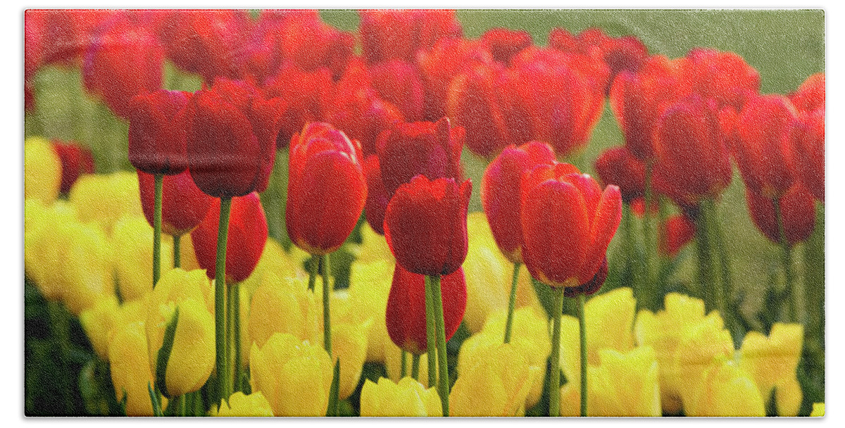 Tulips Beach Towel featuring the photograph Red and Yellow Tulips by Mary Jo Allen
