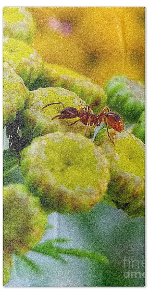 Sea Beach Sheet featuring the photograph Red Ant by Michael Graham