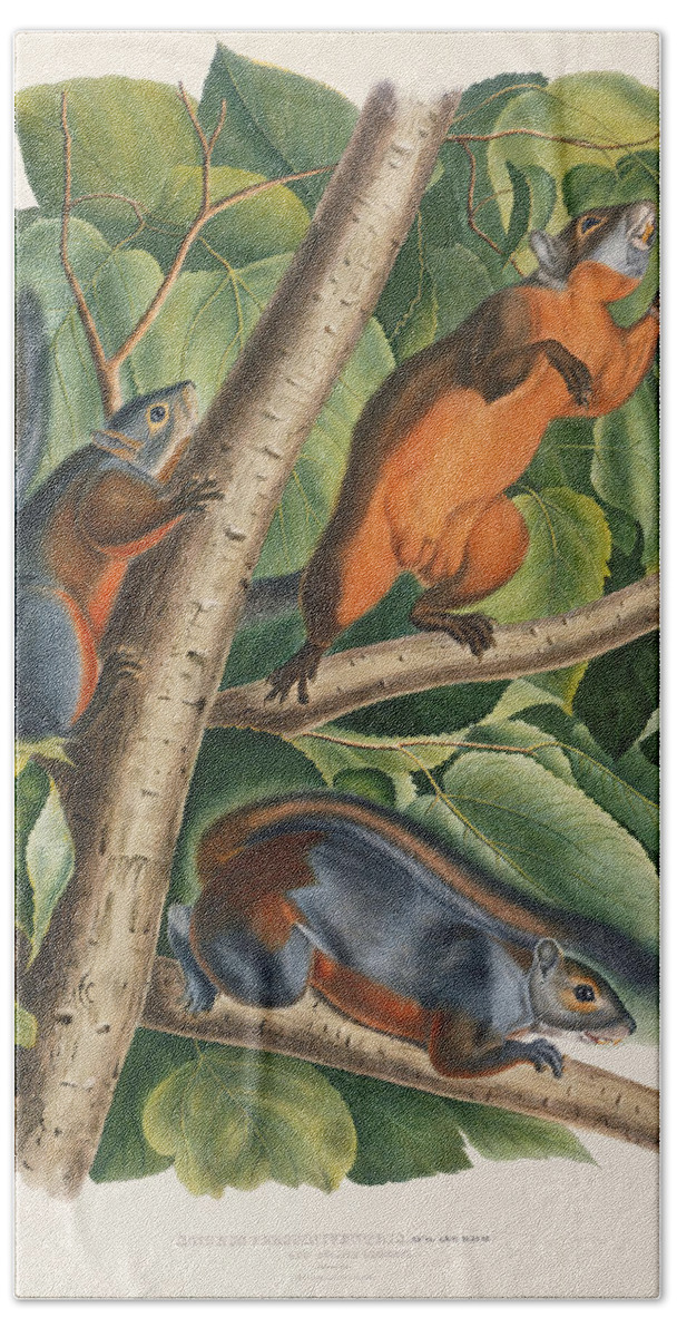 Red-bellied Squirrel (sciurus Feruginventris) Plate From 'the Viviparous Quadrapeds Of North America' Beach Towel featuring the painting Red Bellied Squirrel by John James Audubon