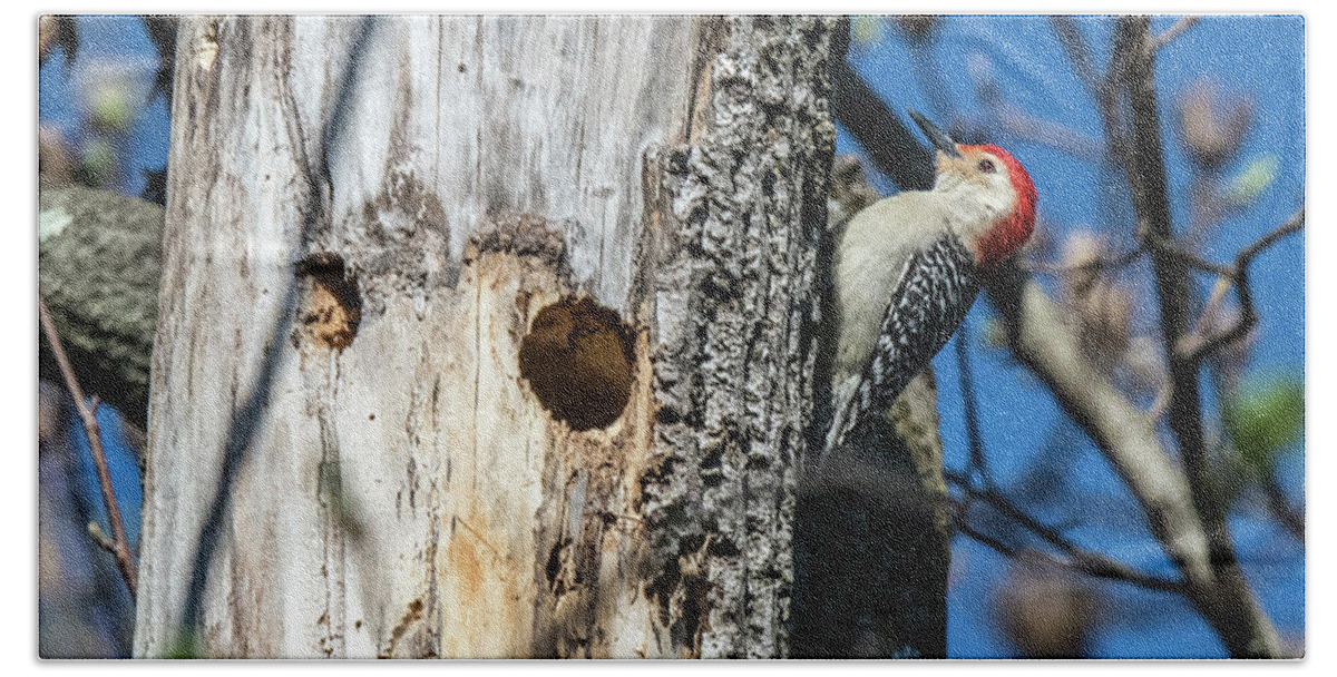 Bird Beach Sheet featuring the photograph Red-Bellied Woodpecker At His Home by William Bitman