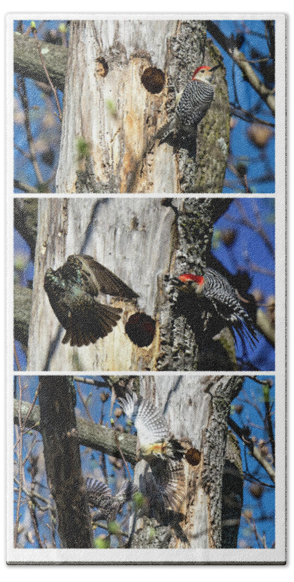 Animal Beach Towel featuring the photograph Red Bellied Woodpecker Harassed By A Starling by William Bitman