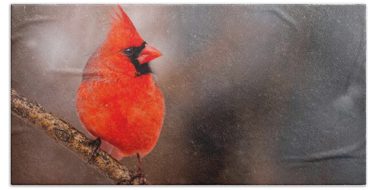 Animals Beach Towel featuring the photograph Red Bird in the Snow by Rikk Flohr