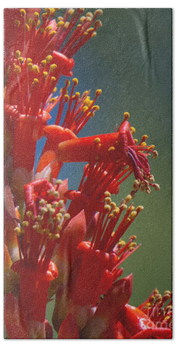 Red Beach Sheet featuring the photograph Red Cactus Flower 1 by Christy Garavetto