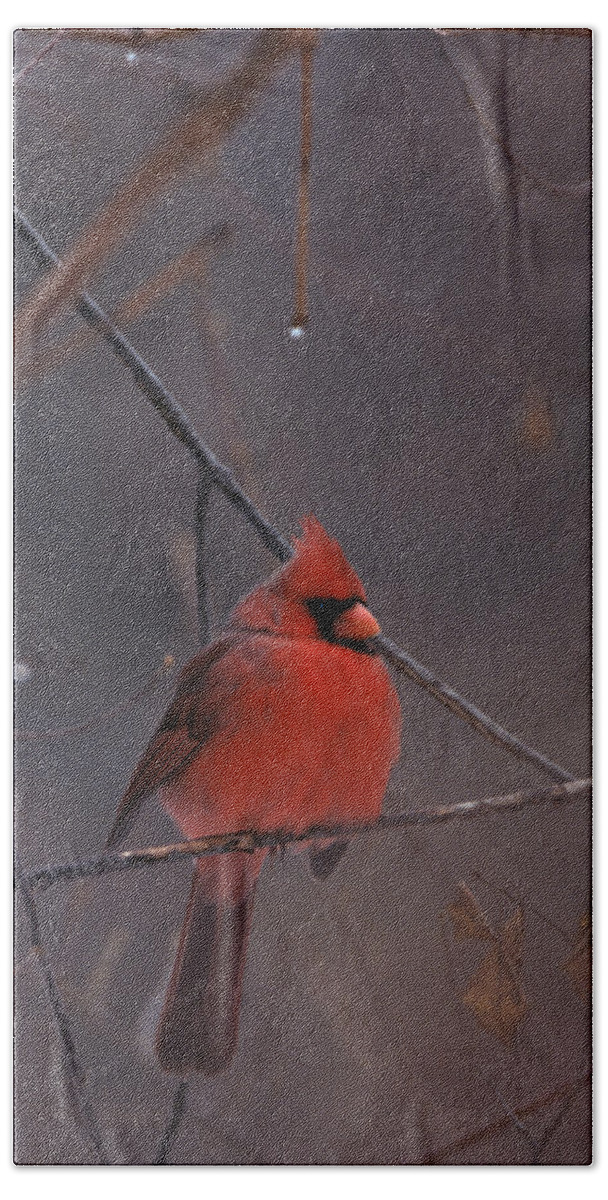 Birds Beach Towel featuring the photograph Red Cardinal by John Harmon