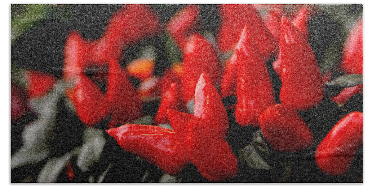 Red Beach Towel featuring the photograph Red Chillies by Silpa Saseendran