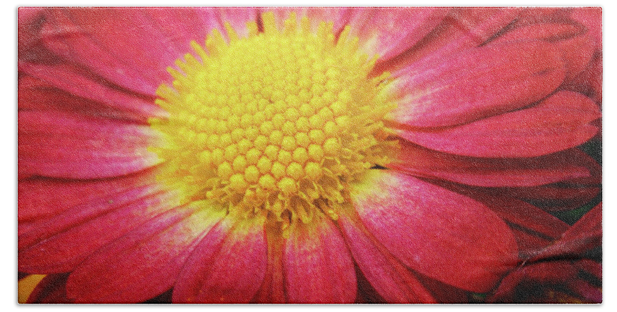 Flowers Beach Sheet featuring the photograph Red Chrysanthemum by Christina Rollo