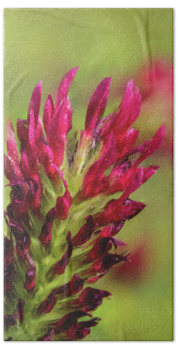 Red Clover Beach Towel featuring the photograph Red Clover Macro by Barry Jones