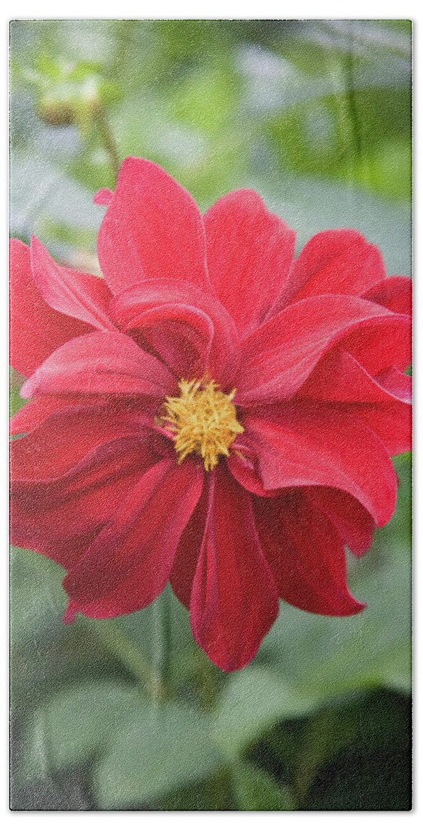 Open Centered Beach Towel featuring the photograph Red Dahlia-2 by Diane Macdonald