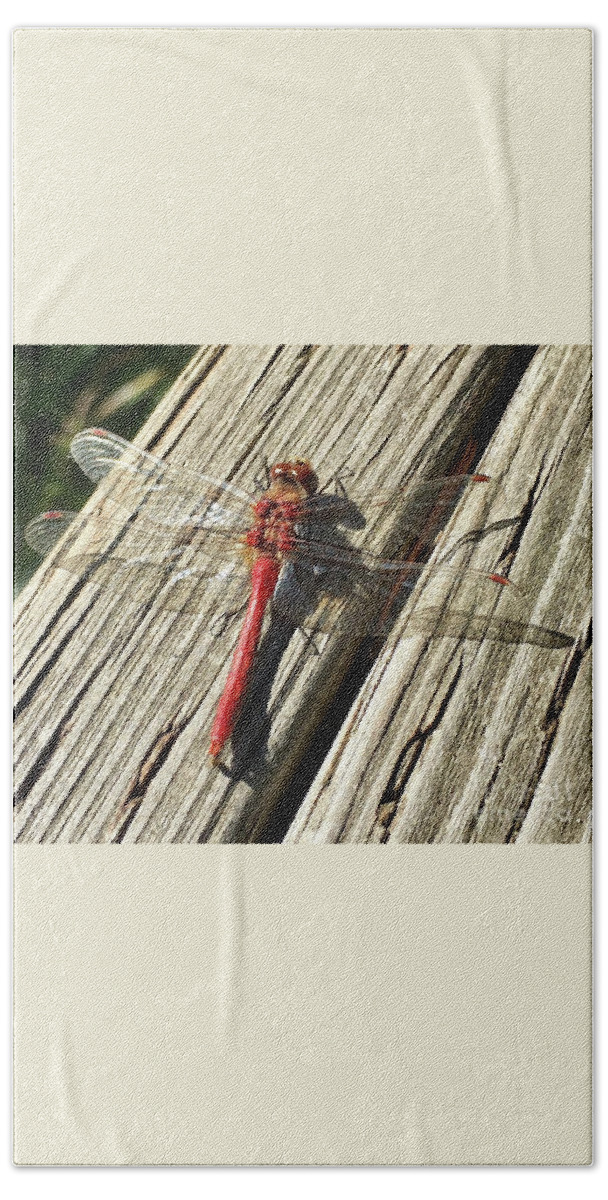 Red Dragon Fly Beach Towel featuring the photograph Red Dragon Fly by Susan Garren