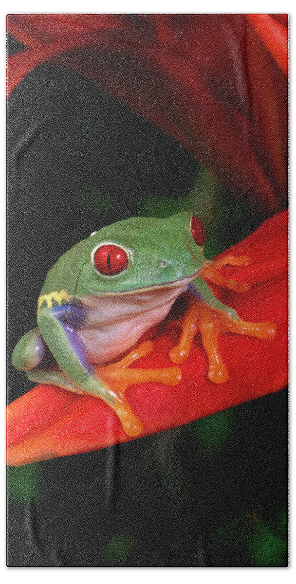 Mp Beach Towel featuring the photograph Red-eyed Tree Frog Agalychnis by Michael Durham