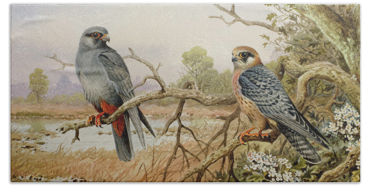 Red-footed Falcons Beach Towel featuring the painting Red-footed Falcons by Carl Donner