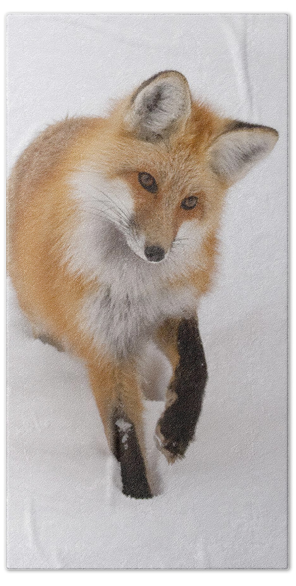 Red Fox Beach Towel featuring the photograph Red Fox Portrait by Mark Miller