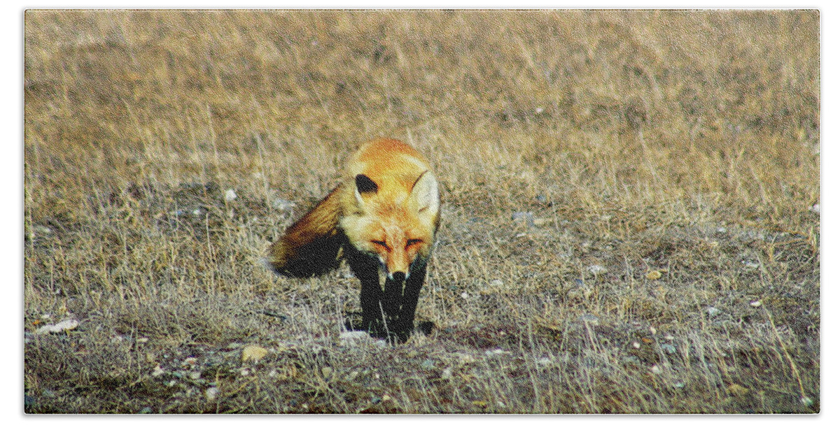 Red Fox Beach Towel featuring the photograph Red Fox on the Tundra by Anthony Jones