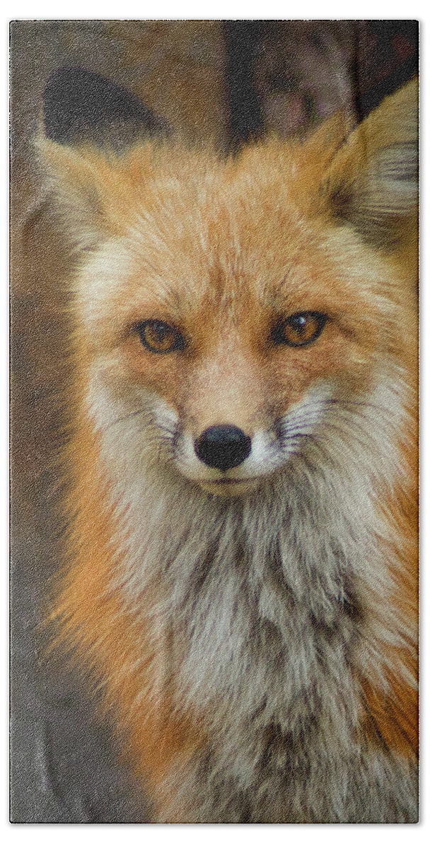 Colorado Beach Towel featuring the photograph Red Fox Portrait by John De Bord