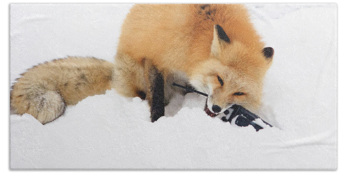 Animal Beach Towel featuring the photograph Red Fox to Base by Joni Eskridge