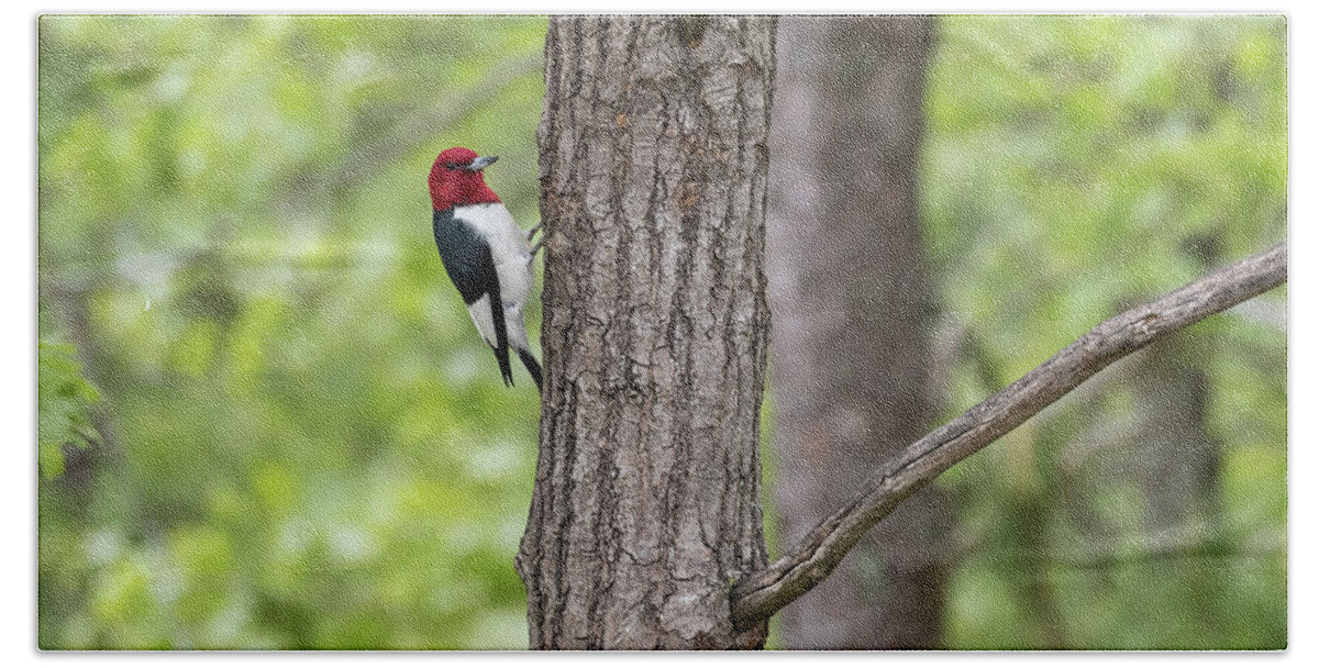 Red-headed Woodpecker (melanerpes Erythrocephalus) Beach Sheet featuring the photograph Red-headed Woodpecker 2017-1 by Thomas Young