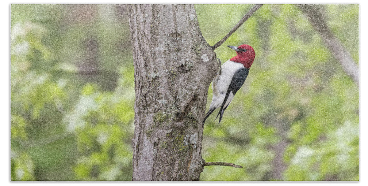 Red-headed Woodpecker (melanerpes Erythrocephalus) Beach Sheet featuring the photograph Red-headed Woodpecker 2017-2 by Thomas Young